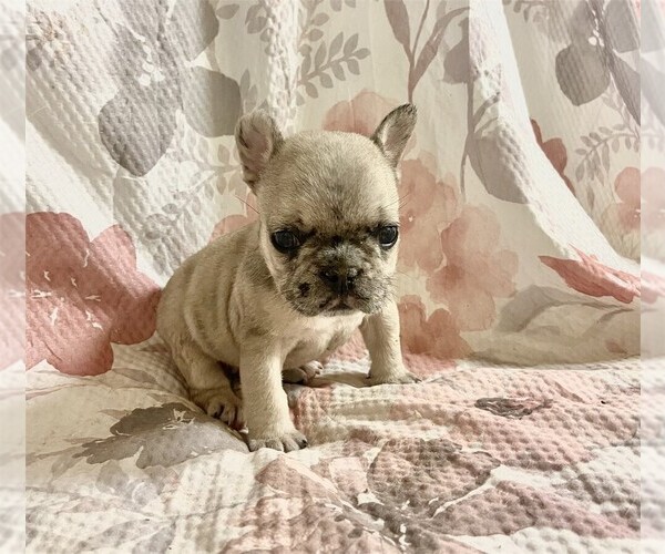 Medium Photo #8 French Bulldog Puppy For Sale in MIAMI, FL, USA