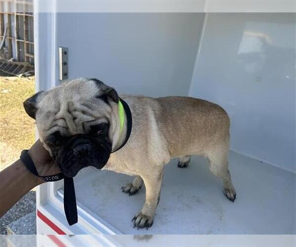 Medium Photo #1 Pug Puppy For Sale in Houston, TX, USA