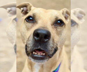 Dakota - Female Mutt Dog for Adoption - Photo #2