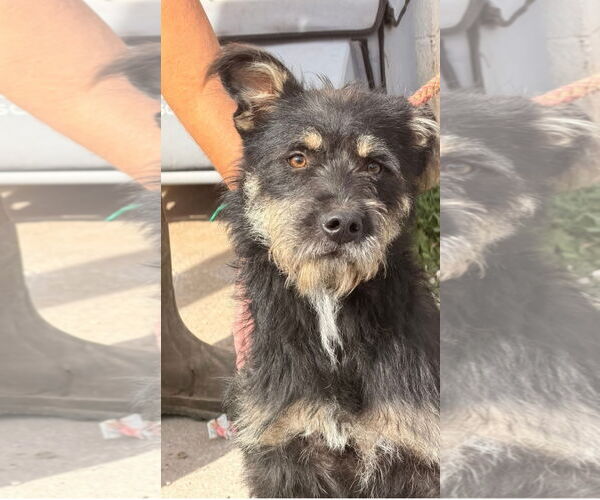 Medium Photo #2 Mutt Puppy For Sale in Columbus, IN, USA