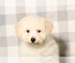 Small Bichon Frise