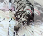 Small #3 Black and Tan Coonhound-Catahoula Leopard Dog Mix