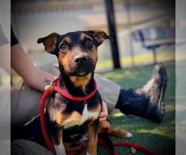 Medium Photo #1 Miniature Pinscher-Unknown Mix Puppy For Sale in Orlando, FL, USA