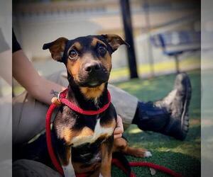 Miniature Pinscher-Unknown Mix Dogs for adoption in Orlando, FL, USA