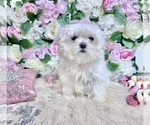 Small Photo #80 Maltese Puppy For Sale in HAYWARD, CA, USA