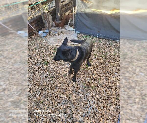 Medium Photo #1 German Shepherd Dog-Unknown Mix Puppy For Sale in San Antonio, TX, USA