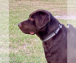 Small Photo #1 Labrador Retriever Puppy For Sale in MADISON, FL, USA