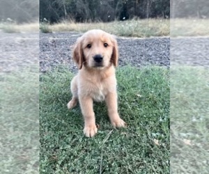 Golden Retriever Dog for Adoption in SCIO, Oregon USA