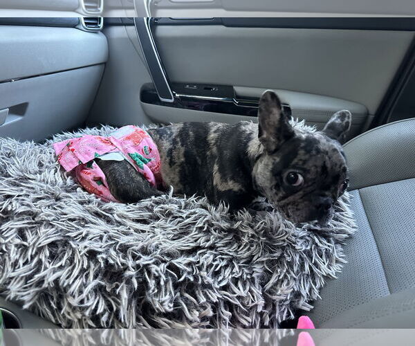 Medium Photo #2 French Bulldog Puppy For Sale in Fair Oaks, CA, USA