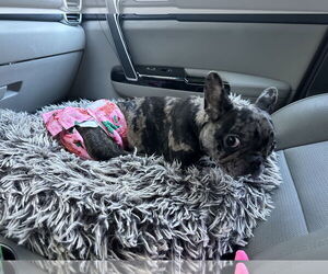 Croquette - Female French Bulldog Dog for Adoption - Photo #2