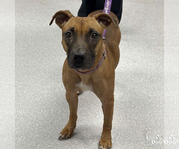 Medium Photo #4 Black Mouth Cur-Rhodesian Ridgeback Mix Puppy For Sale in Washington, DC, USA