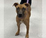 Small #3 Black Mouth Cur-Rhodesian Ridgeback Mix
