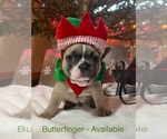 Small Photo #2 French Bulldog Puppy For Sale in SLIPPERY ROCK, PA, USA