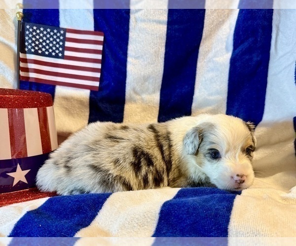 Medium Photo #2 Australian Shepherd Puppy For Sale in EUSTIS, FL, USA