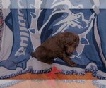 Small Photo #10 Labradoodle Puppy For Sale in GALION, OH, USA