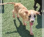 Small #4 Labrador Retriever Mix