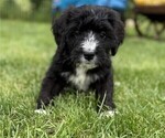 Small #1 Bernedoodle