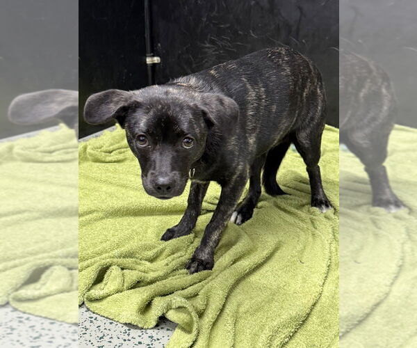 Medium Photo #10 Boglen Terrier Puppy For Sale in Osgood, IN, USA