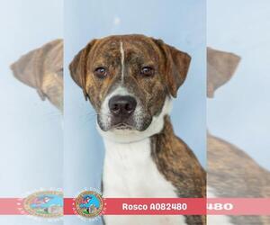 Labrador Retriever-Unknown Mix Dogs for adoption in Mobile, AL, USA