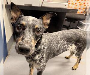 Mutt Dogs for adoption in Peoria, IL, USA