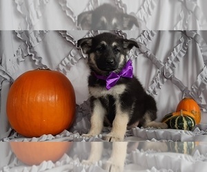 German Shepherd Dog Puppy for sale in LANCASTER, PA, USA