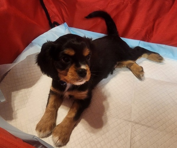 Medium Photo #1 Aussalier Puppy For Sale in ATHOL, ID, USA