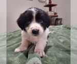 Small #5 Border Collie Mix