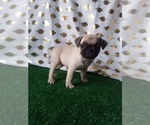 Small Photo #2 Pug Puppy For Sale in SCOTTVILLE, MI, USA
