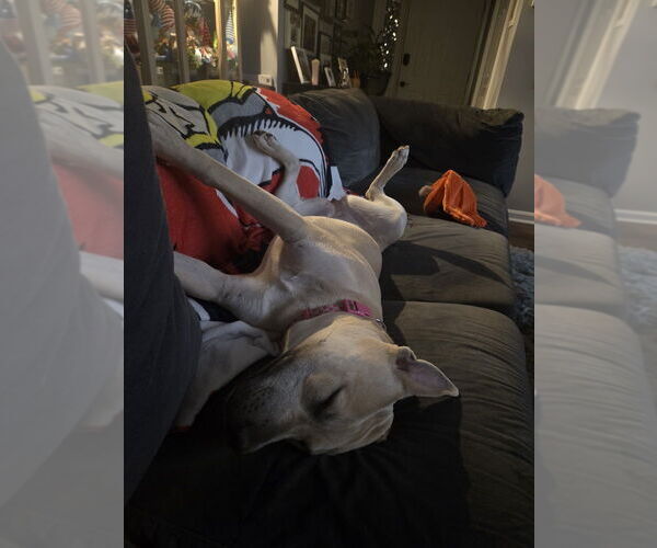 Medium Photo #5 Staffordshire Bull Terrier-Unknown Mix Puppy For Sale in Evansville, IN, USA