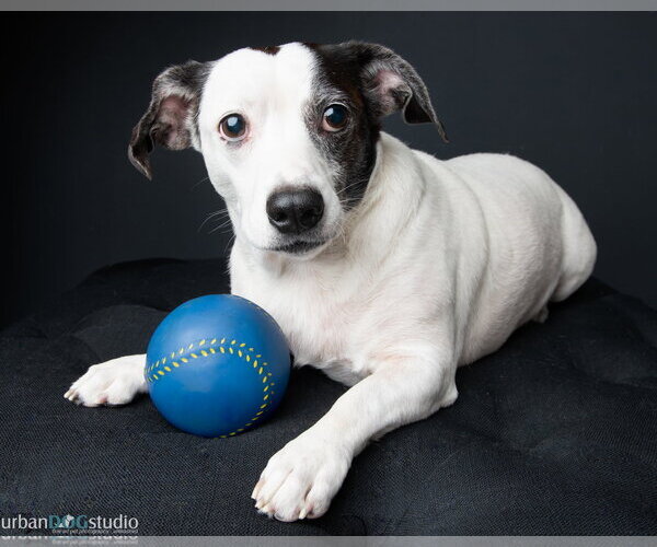Medium Photo #1 Basset Hound-Unknown Mix Puppy For Sale in Tampa, FL, USA