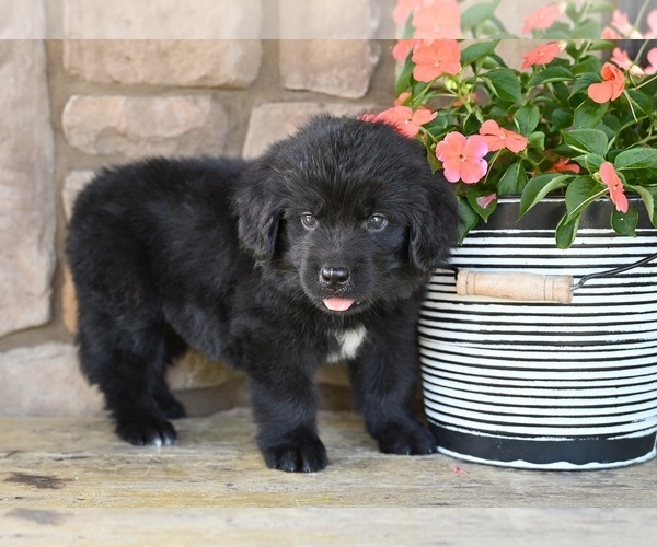 Medium Photo #4 Newfoundland Puppy For Sale in MILLERSBURG, OH, USA