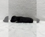 Puppy Billie Dachshund