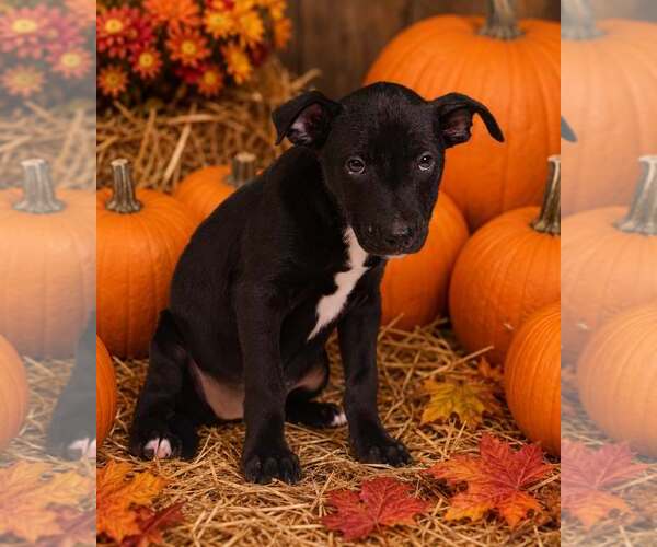 Medium Photo #3 American Pit Bull Terrier-Unknown Mix Puppy For Sale in Talladega, AL, USA