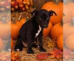 Small Photo #3 American Pit Bull Terrier-Unknown Mix Puppy For Sale in Talladega, AL, USA