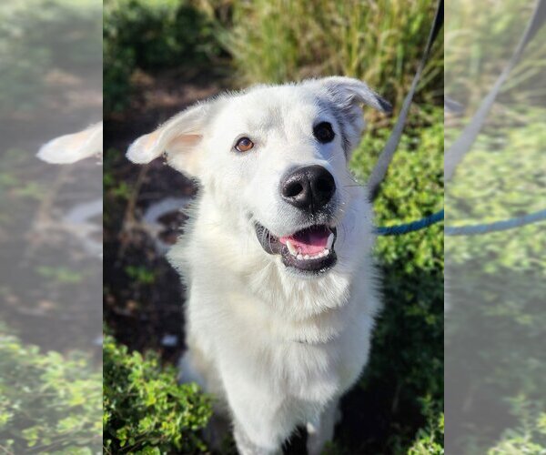 Medium Photo #4 Great Pyrenees-Unknown Mix Puppy For Sale in Flower Mound, TX, USA