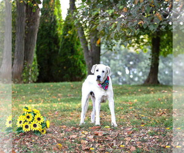 Medium Photo #4 Great Pyrenees-Unknown Mix Puppy For Sale in Unionville, PA, USA