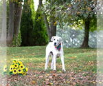 Small #3 Great Pyrenees Mix
