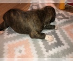 Small Photo #5 Boxer Puppy For Sale in BISMARCK, AR, USA