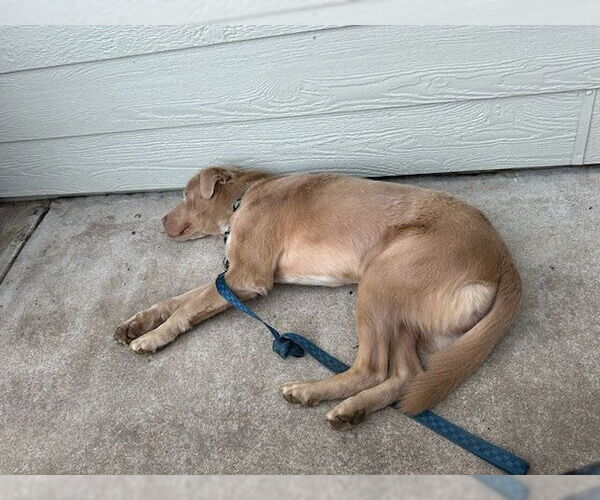 Medium Photo #8 Labrador Retriever-Unknown Mix Puppy For Sale in San Diego, CA, USA