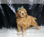 Small #5 Poodle (Toy)