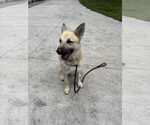 Small #3 German Shepherd Dog Mix