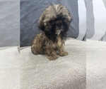 Small Photo #14 Shih Tzu Puppy For Sale in SAINT AUGUSTINE, FL, USA