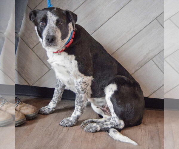 Medium Photo #5 Border Collie-Unknown Mix Puppy For Sale in Huntley, IL, USA