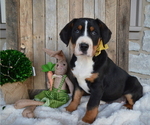 Small Photo #1 Greater Swiss Mountain Dog Puppy For Sale in HONEY BROOK, PA, USA