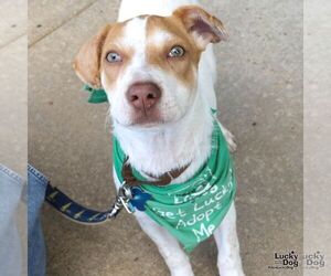 Tyna - Female Mutt Dog for Adoption - Photo #9