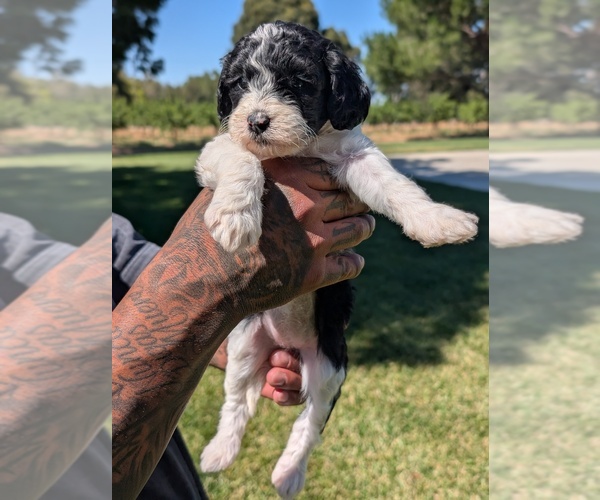 Medium Photo #4 Bernedoodle-Cavapoo (Miniature) Mix Puppy For Sale in SACRAMENTO, CA, USA