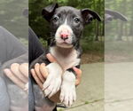 Small #1 American Pit Bull Terrier-Labrador Retriever Mix