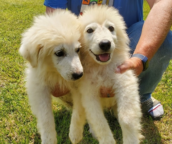 Medium Photo #1 Maremma Sheepdog Puppy For Sale in WELLINGTON, KY, USA