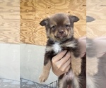 Small Photo #5 Pomeranian Puppy For Sale in DE LEON SPRINGS, FL, USA