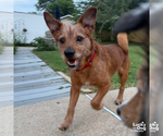 Small #1 Cairn Terrier Mix